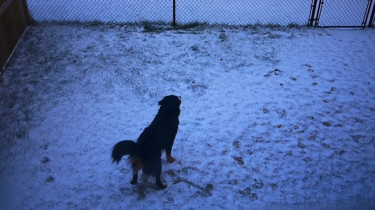 Reciente nevada hace que un perro baile eufóricamente