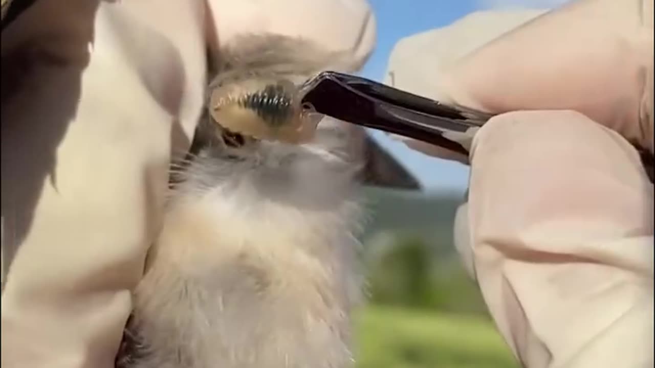 removing parasites in the body of this poor bird