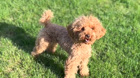 dog-on-grass-in-garden