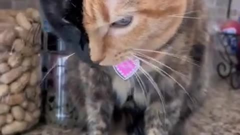 WOW look at this Cat