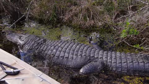 5 of The Largest Freshwater Fish In The World