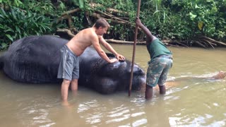 happy elephant takes a bath