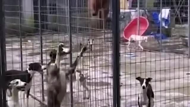Intelligent Dog 🐕🐕