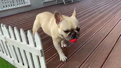 This is what make you love your dogs