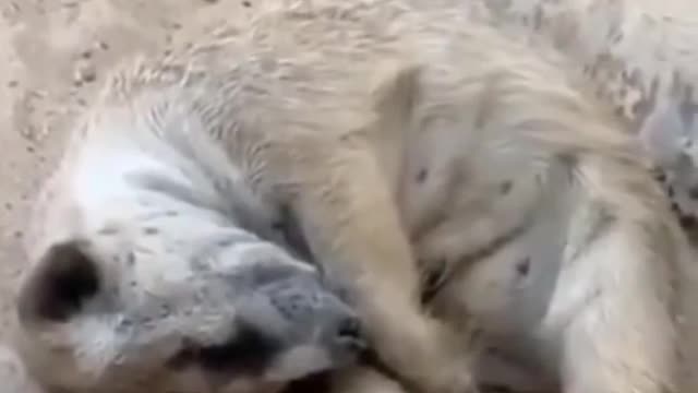 Funny animals compilation_sleep animals videos_funniest animals