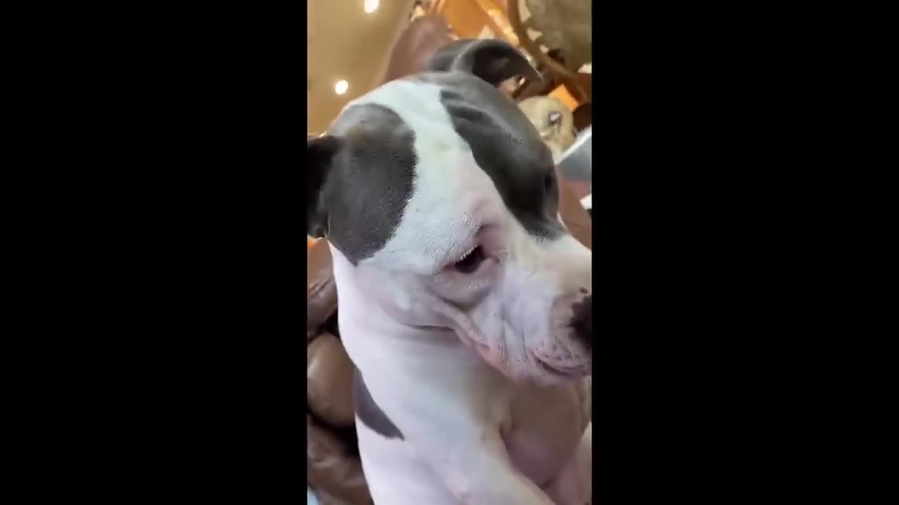unusual meme Watch now