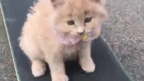 Cute and funny Cats