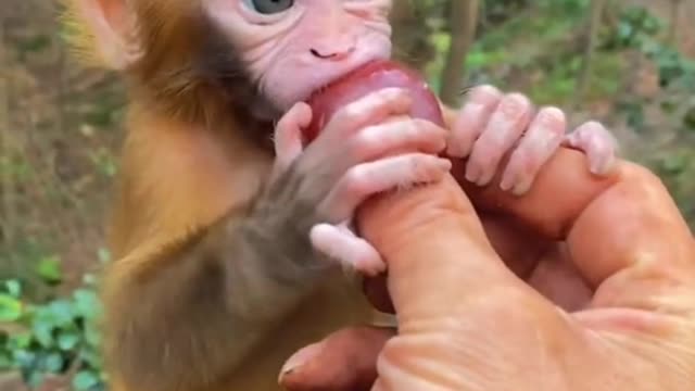 Little cute monkey