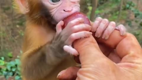 Little cute monkey