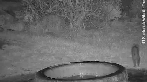 Teeny Elephant Gets Stuck In A Hole