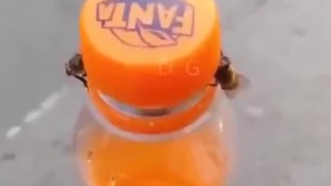 Two Bees Opened The Bottle Cap #shorts #viral #shortsvideo #video