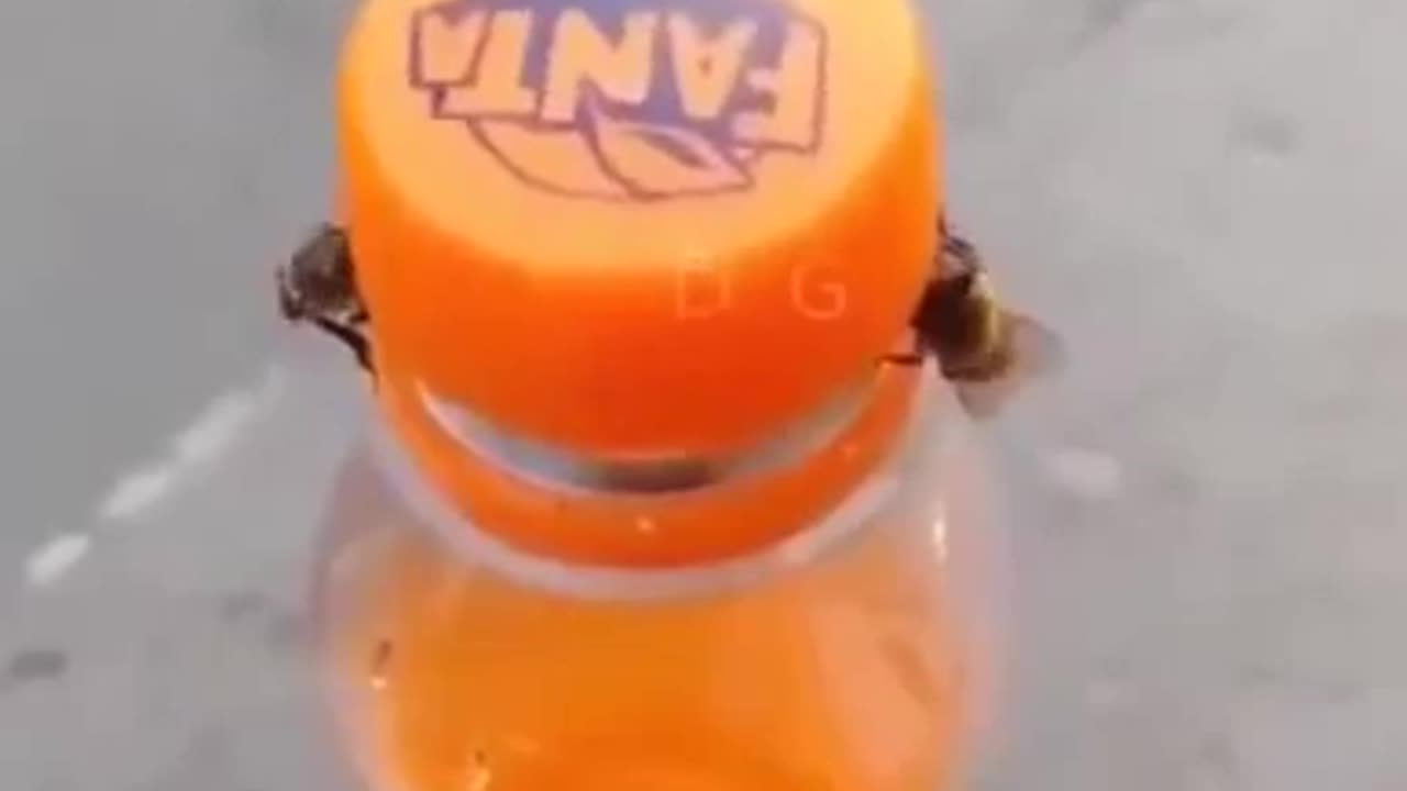 Two Bees Opened The Bottle Cap #shorts #viral #shortsvideo #video