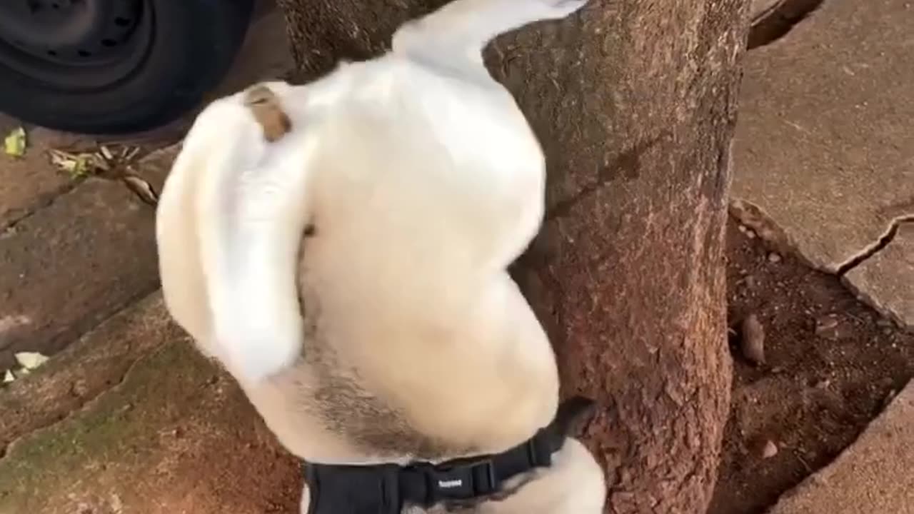 Funny Pug Peeing On Tree