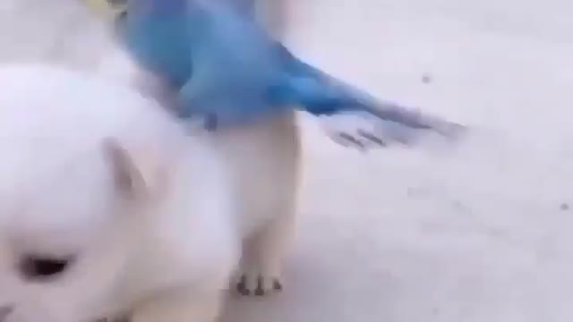 Bird is riding on dog