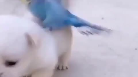 Bird is riding on dog