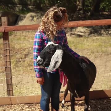 CUTE BABY GOATS | Funny Newborn Goats