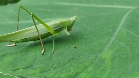 Grilo Verde - green cricket