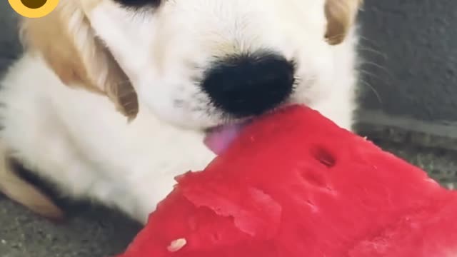 The cutest puppy is licking a watermelon