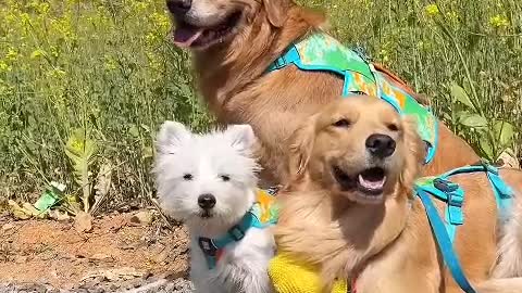 rolling pom poms
