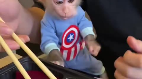 Boby monkey
