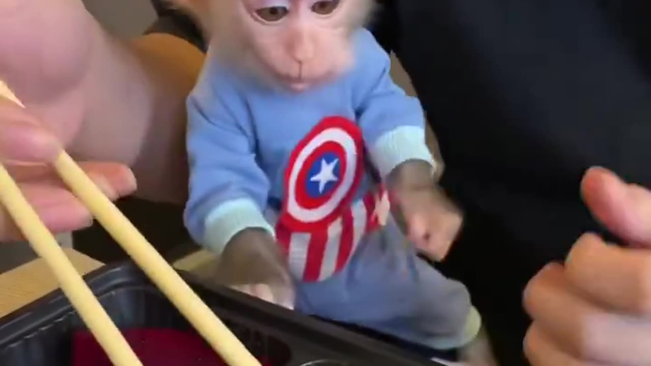 Boby monkey