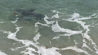 Small Sand Tiger Shark in surf