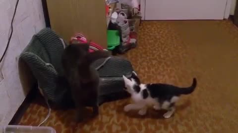 My two cats don’t like each other so they fight hard 😂😂😂
