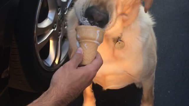 Labrador eats ice cream cone in parking lot