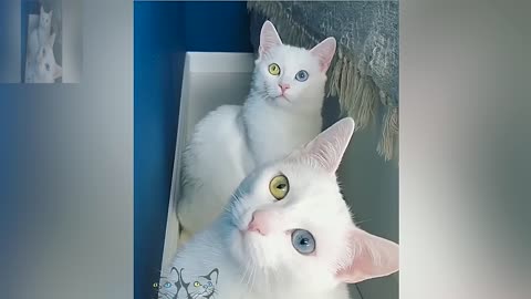 Twin white cats