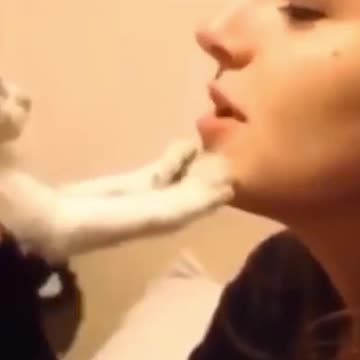 Funniest Cats - Don't try to hold back Laughter