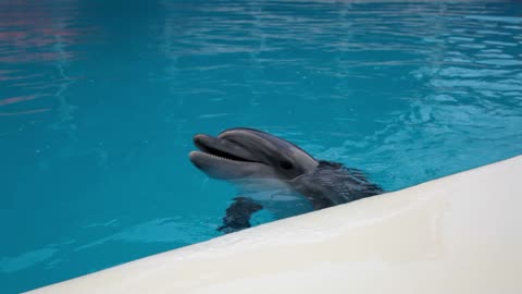 The wonderful sound of dolphins came from the performance hall