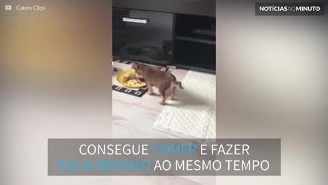 Cãozinho se equilibra em duas patas para comer