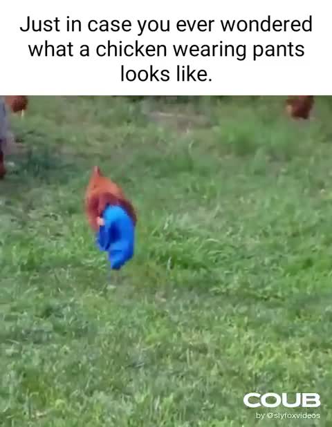 When the rooster takes off his pants
