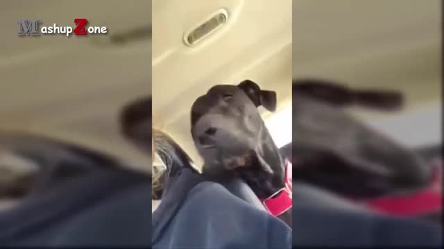 TALKING DOGS
