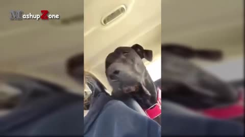 TALKING DOGS