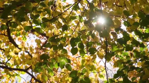 relax and sleep music