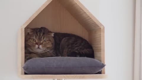 Cats vs Dinosau