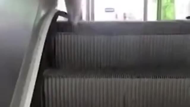 Funniest pets moments Cat And Dogs 😂 Funny Animal Videos 2022