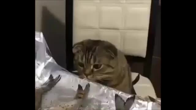 best cut with animals