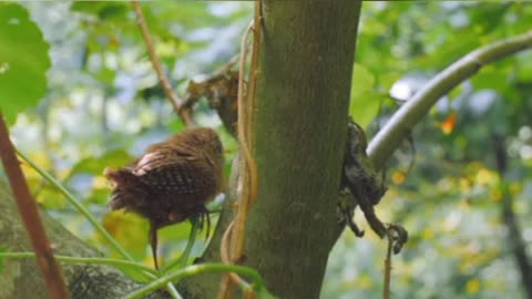 Cute baby bird on tree