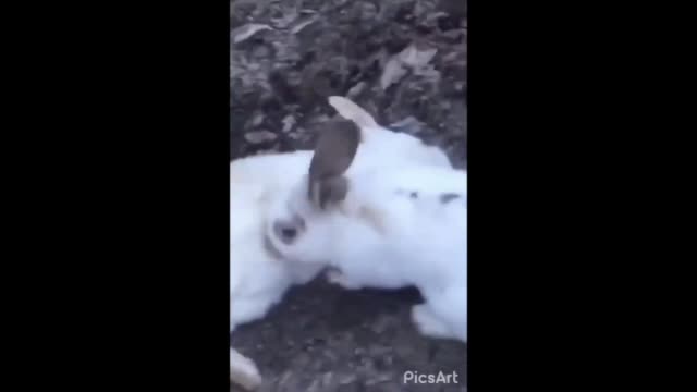 Bunny Cracks Open A Cold One