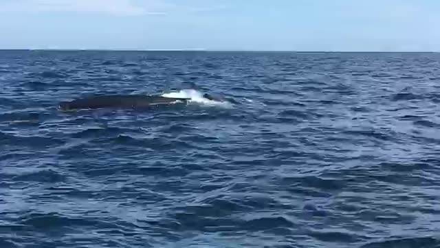 Whales ahead on my commute to work #oceanlife #boats #whales