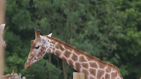 Family of giraffes at wildlife park