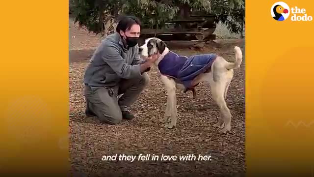 Giant Dog Who Lived In A Crate For 6 Years Freaks Out Over Her First Cheeseburger - The Dodo