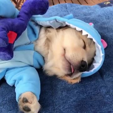 Cute dog is Now sleeping