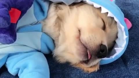 Cute dog is Now sleeping