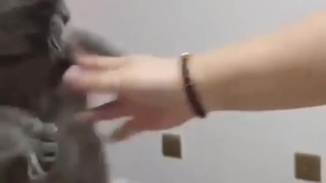 Cat funny