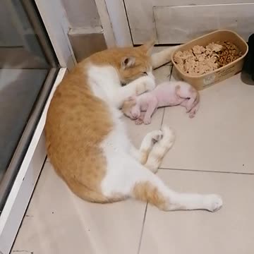 Cat new babies