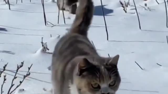 Funniest Cat Videos In The World | Funny Animal Videos