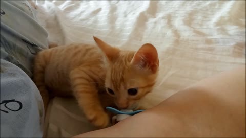 Kitten Loves its Pacifier